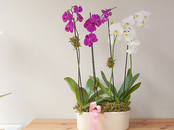 plantas y orquídeas a domicilio